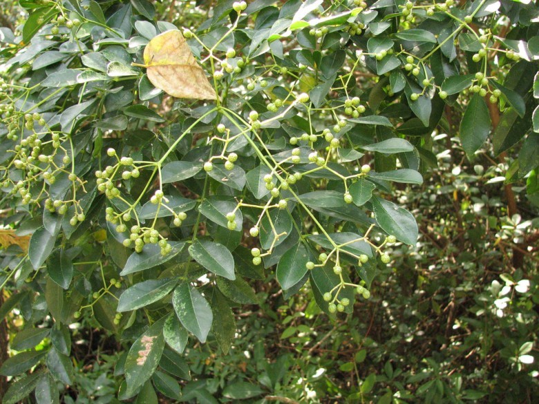 Cây Ưng bất bạc