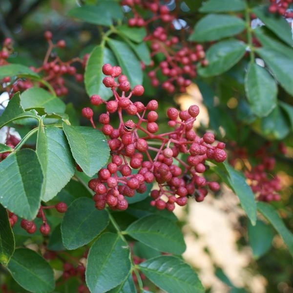 Hình ảnh tham khảo thêm về cây