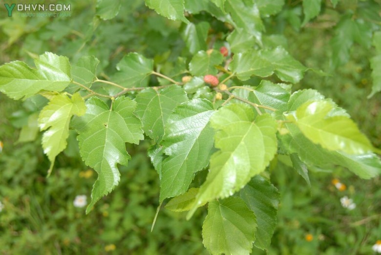 Cây Dâu tàu, Dâu Úc - Morus australis Poir. (M. acidosa Griff.), thuộc họ Dâu tằm - Moraceae.