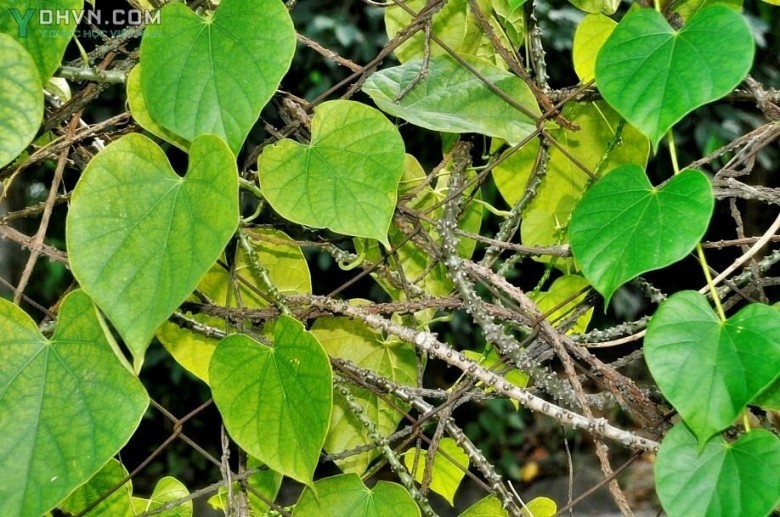 Cây Dây cóc, Dây ký ninh, Thuốc sốt rét - Tinospora crispa Miers, thuộc họ Tiết dê - Menispermaceae.