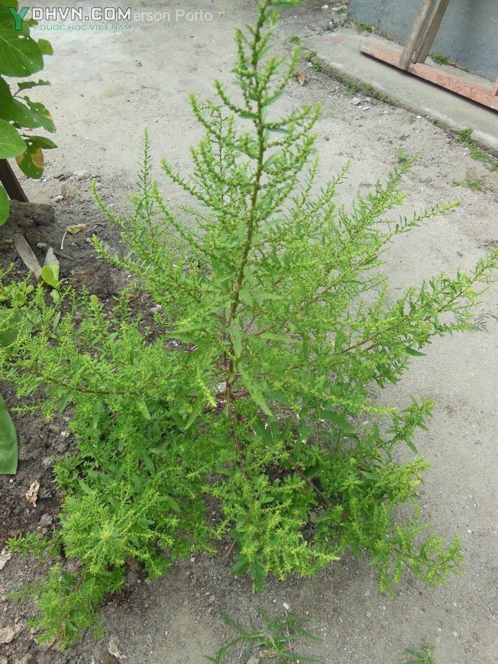 Cây Dầu giun, Rau muối dại, Kinh giới đất - Chenopodium ambrosioides L., thuộc họ Rau muối - Chenopodiaceae.