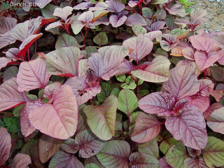 Cây Dền canh, Dền tía, Dền đỏ - Amaranthus tricolor L., thuộc họ Rau dền - Amaranthaceae.