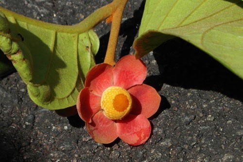 Cây bù dẻ tía có tên khoa học là Uvaria grandiflora Roxb. ex Hornem, thuộc họ Annonaceae.