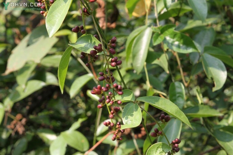 Hình ảnh tham khảo thêm về cây