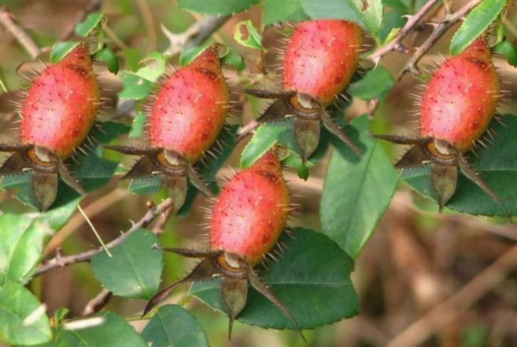 Cây Kim anh - Rosa laevigata Michx., thuộc họ Hoa hồng - Rosaceae.