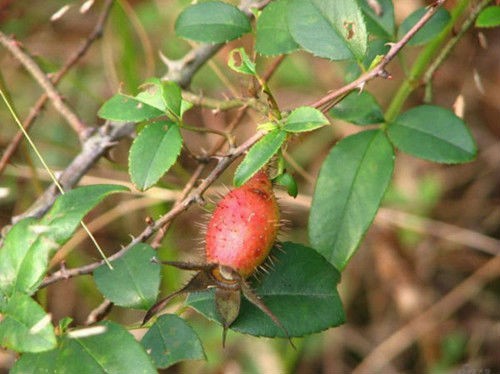 Tham khảo thêm hình ảnh