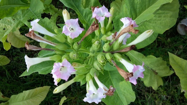 Cây Thuốc lá - Nicotiana tabacum I., thuộc họ Cà - Solanaceae.