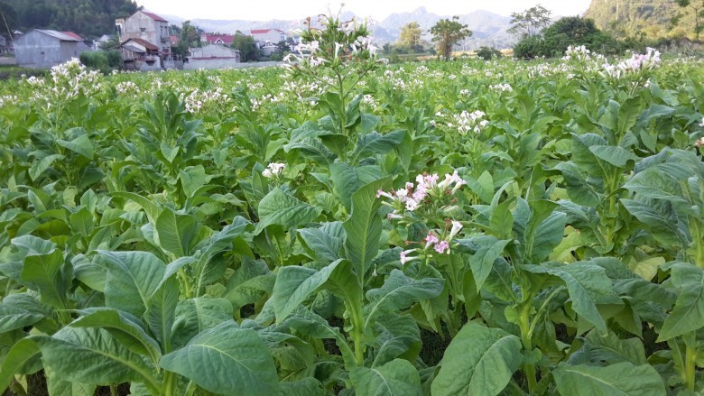 Hình ảnh cây thuốc lá