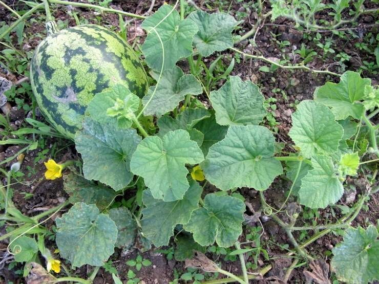 Dưa hấu - Citrullus lanatus (Thunb.) Matsum. et Nakai (C. vulgaris Schrad.), thuộc họ Bầu bí - Cucurbitaceae.