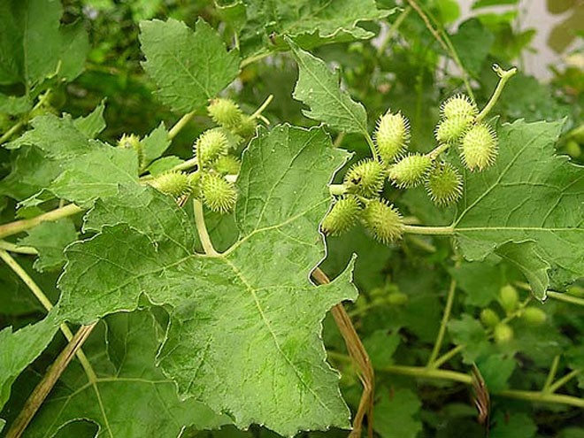 Tham khảo thêm hình ảnh cây Ké đầu ngựa - Xanthium inaequilaterum
