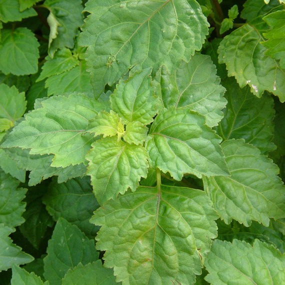 Cây Hoắc hương - Pogostemon cablin (Blanco) Benth., thuộc họ Hoa môi - Lamiaeae.