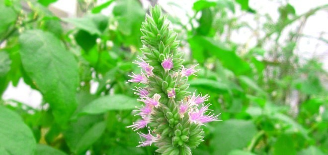 Hoa cây Hoắc hương