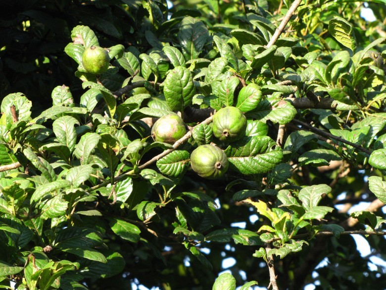 Cây Găng tu hú, Găng trâu, Găng gai - Catunaregam spinosa (Thunb.) Tirving. (Randia spinosa (Thunb.) Poir. R. dumetorum Lam.) thuộc họ Cà phê- Rubiaceae.