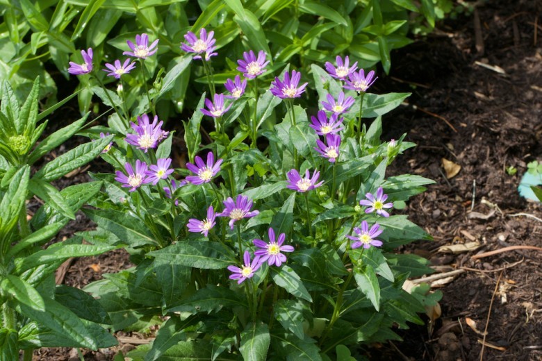 Cây Hài nhi cúc - Kalimeris indica (L.) Bip (Boltonia indica (L) Benth.), thuộc họ Cúc - Asteraceae.