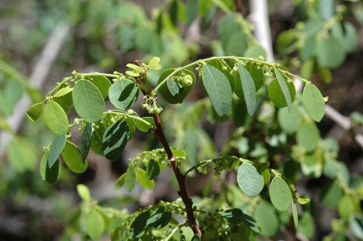 Hình ảnh cây Phèn đen tham khảo thêm