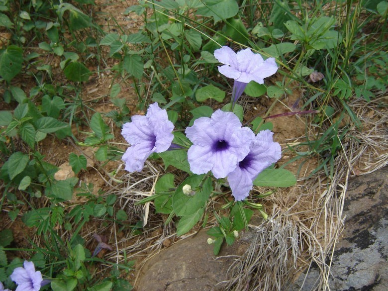 Cây Quả nổ, Nổ, Tanh tách - Ruellia tuberosa L., thuộc họ Ô rô - Acanthaceae.
