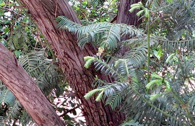 Cây Đỉnh tùng, Phỉ lược bí - Cephalotaxus mannii Hook, f., thuộc họ Đỉnh tùng - Cephalotaxaceae