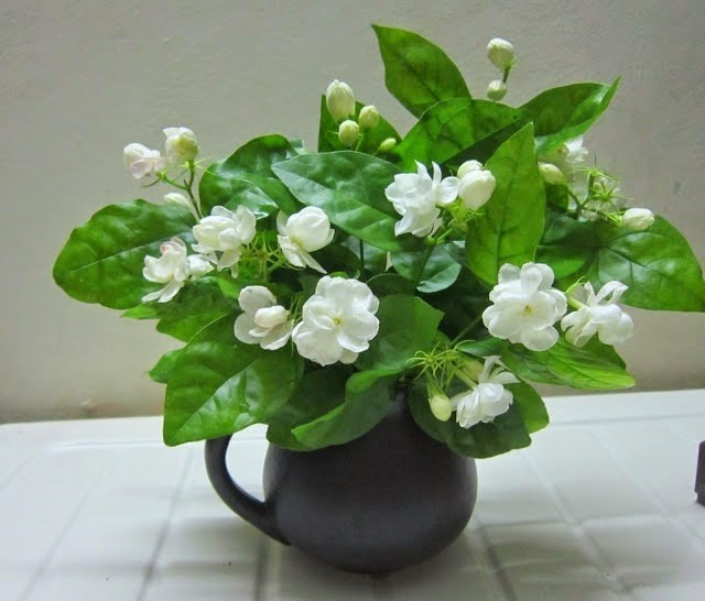 Cây Hoa Nhài
