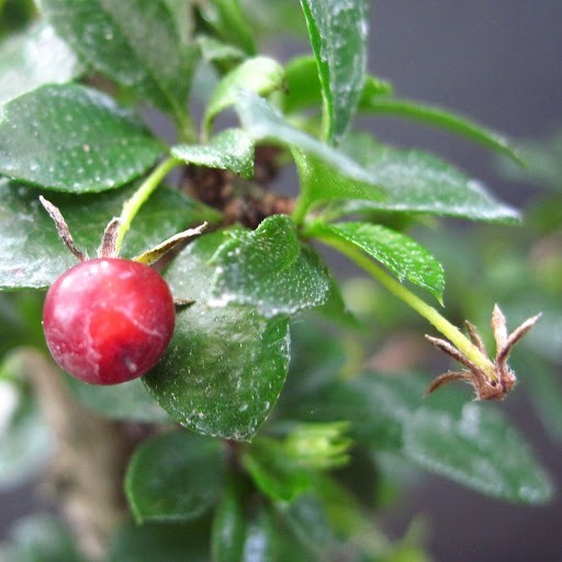 Hình ảnh quả cây Bùm sụm, Chùm rụm, Cườm rụng - Carmona microphylla (Lam.)