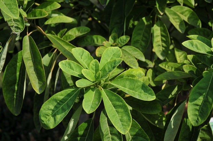 Hình ảnh cây Vai, Vai trắng, Vai dài, Nhà can - Daphniphyllum calycinum Benth