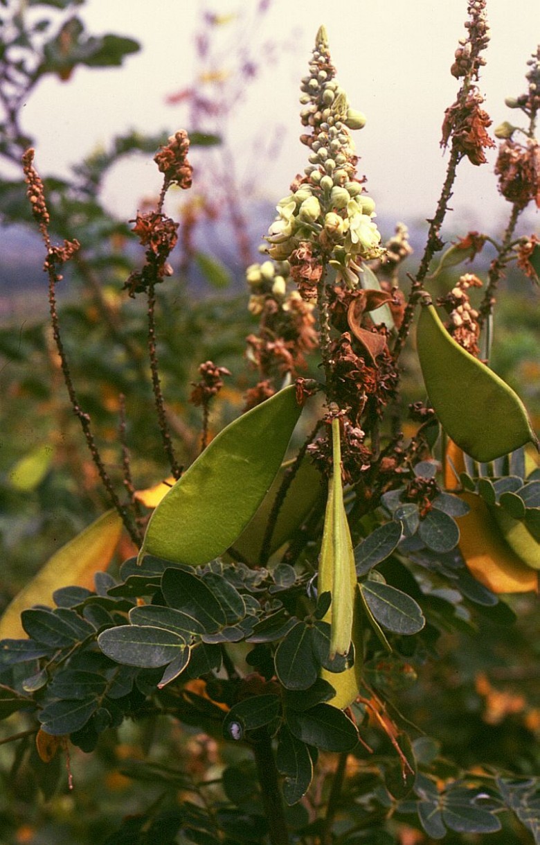Hình ảnh hoa, cây Vang gai, vang rừng, Móc ó - Caesalpinia godefroyana Kuntze