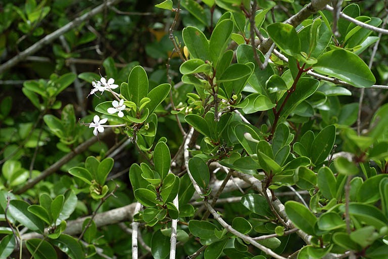 Hình ảnh cây Vạng hôi, Chùm gọng, Ngọc nữ biển - Clerodendrum inerme