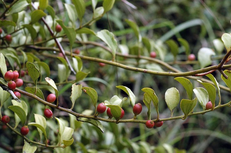 Hinh ảnh mô tả lá, quả cây Tầm gửi dây - Dendrotrophe frutescens