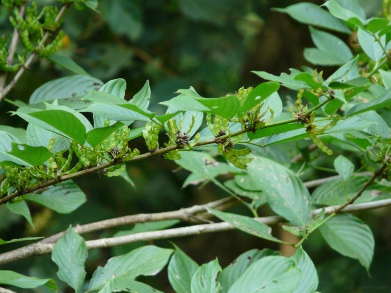 Hình ảnh cảnh, lá, quả cây Ba chẽ, Niễng đực, Ván đất, Ðậu bạc đầu - Dendrolobium triangulare