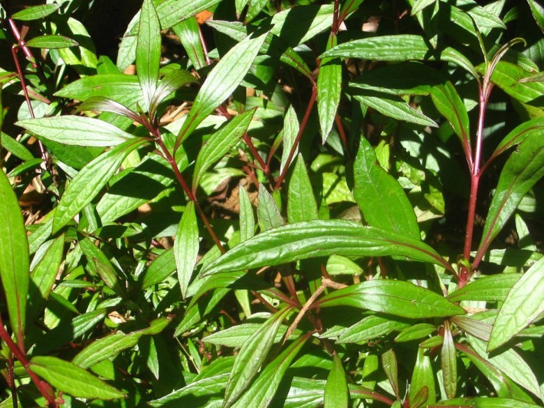 Hình ảnh cây Bả dột hay Ba dót, Cà Dót - Eupatorium triplinerve