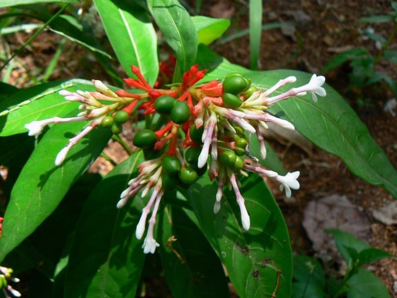 Hình ảnh lá, quả và hoa cây Ba gạc Ấn Độ thuộc -Rauvolfia serpentina