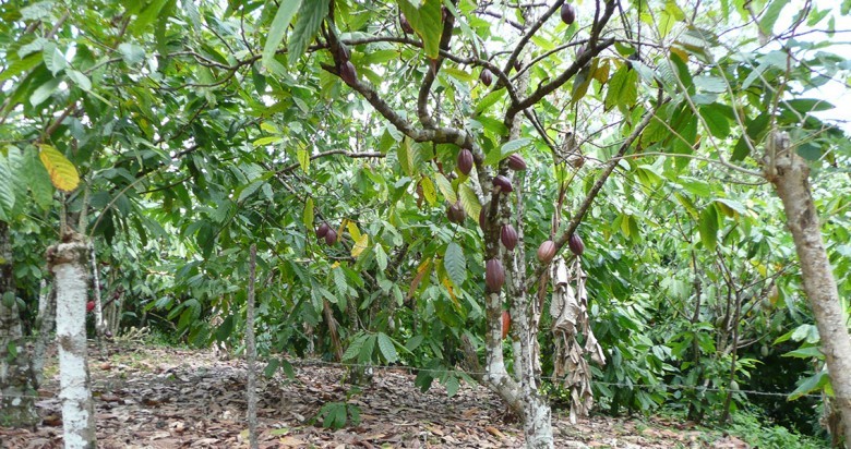 Hình ảnh cây Ca cao