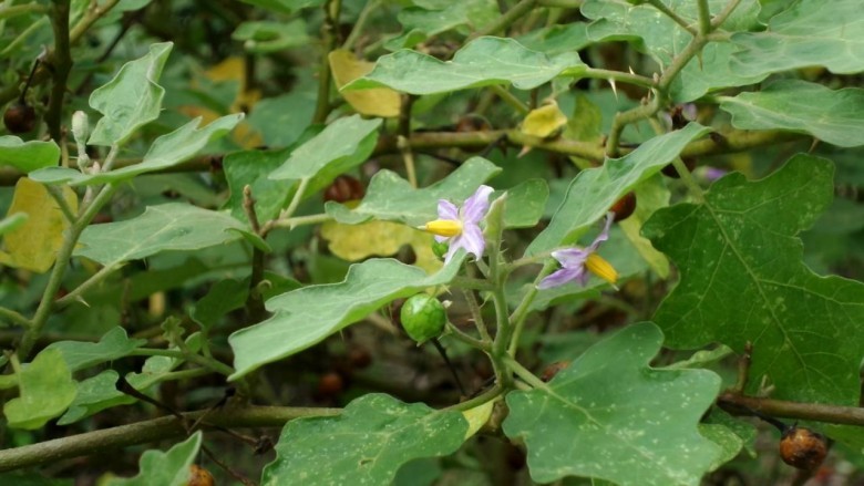 Cà dại hoa tím