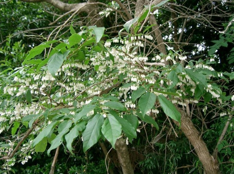 Hình ảnh cây Ca di xoan