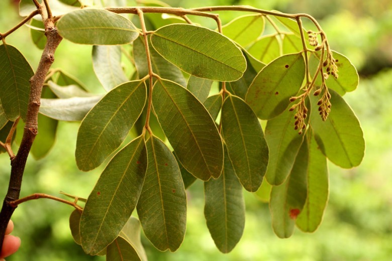 Hình ảnh lá, nụ hoa cây Gõ mật