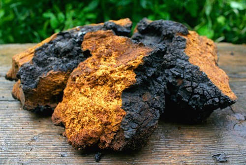 Hình ảnh cận cảnh loại nấm Chaga hiếm có