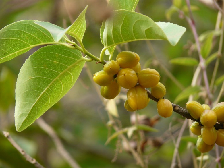Hình ảnh quả cây Nuốt hôi