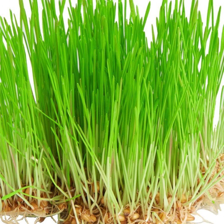 Cỏ lúa mì (Wheatgrass) còn có tên gọi khác là Tiểu mạch thảo, mầm lúa mì hay Cỏ lúa mạch. Cỏ lúa mì là thân và rễ cây lúa mì non từ 8-12 ngày tuổi. 