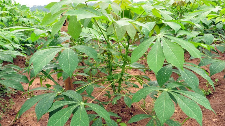 Hình ảnh cây Sắn