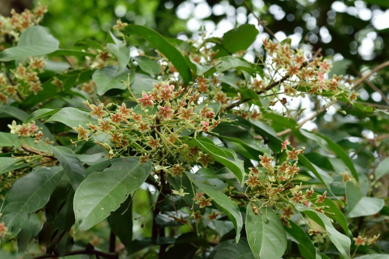 Hình ảnh cây Sảng