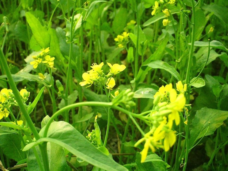 Hình ảnh cây Cải xanh