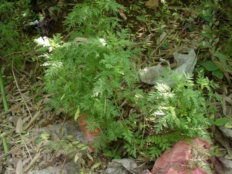 Hình ảnh cây Thanh hao