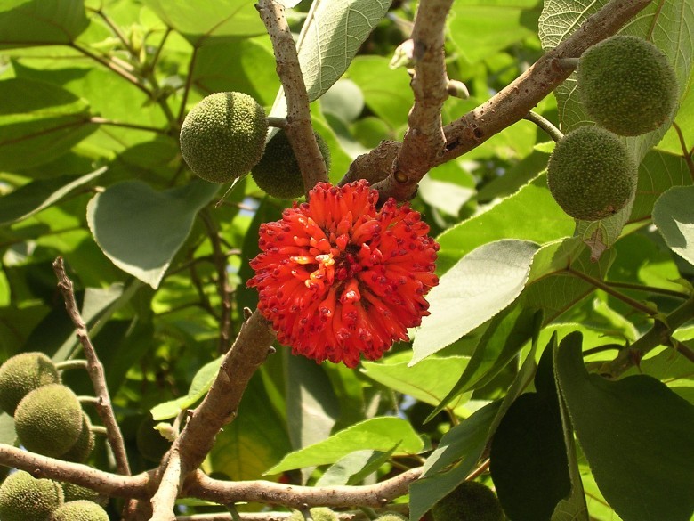 Hình ảnh, hoa, quả, cây Dướng