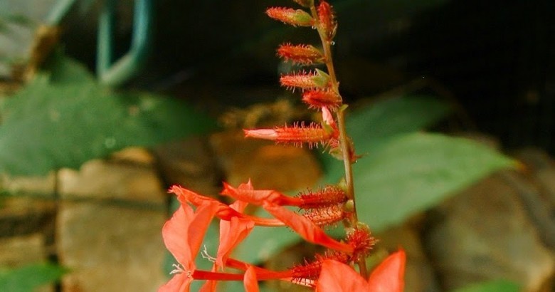 Hình ảnh hoa, cây Đuôi công hoa đỏ