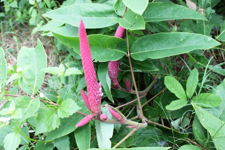 Hình ảnh cây Đuôi chồn tóc