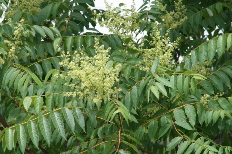 Hình ảnh chùm hoa, lá cây Thanh thất cao
