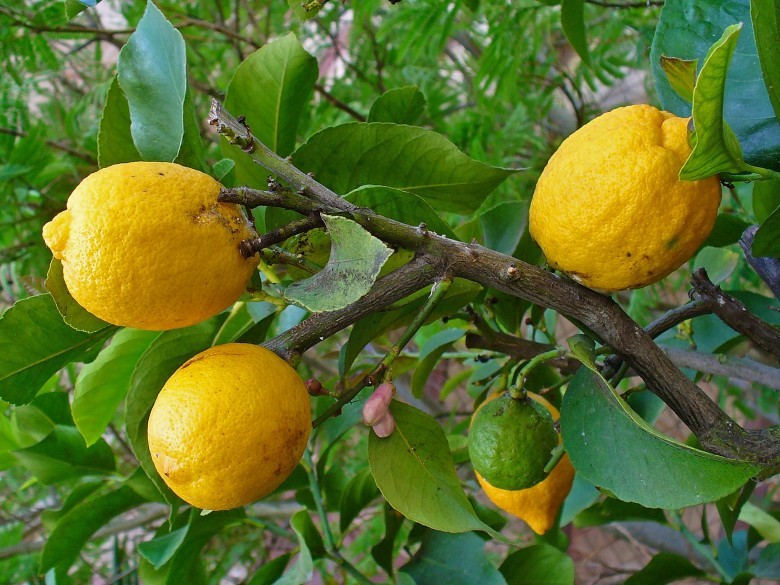 Hình ảnh quả cây Thanh yên