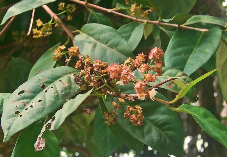 Hình ảnh hoa Sắn thuyền