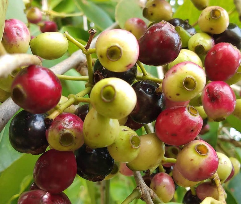 Hình ảnh chúm quả sắn thuyền xanh và chín