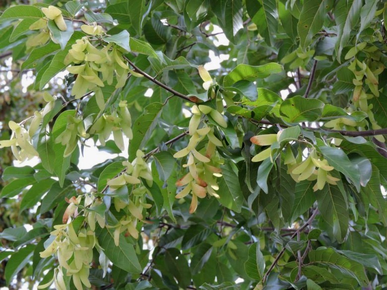 Hình ảnh cây Sao đen