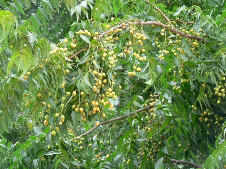 Hình ảnh cây Sầu đâu